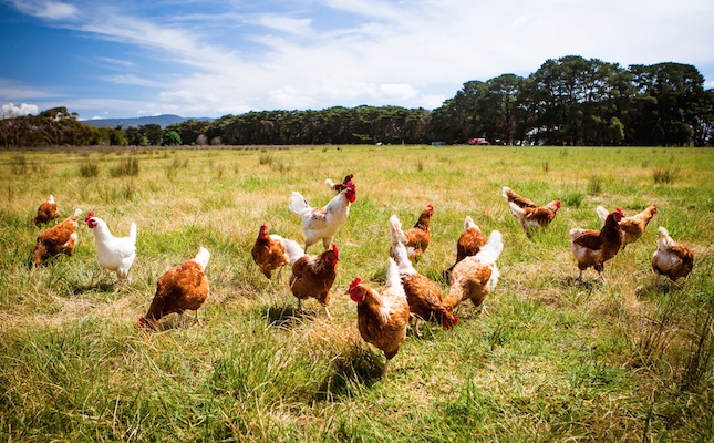 Gallines en un camp