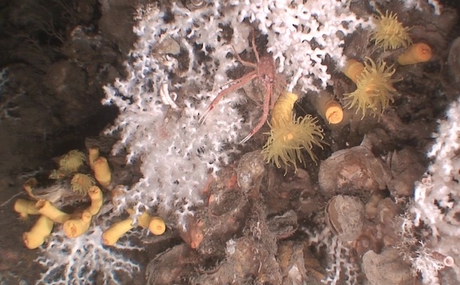 Els coralls trobats al canyó de Palamós