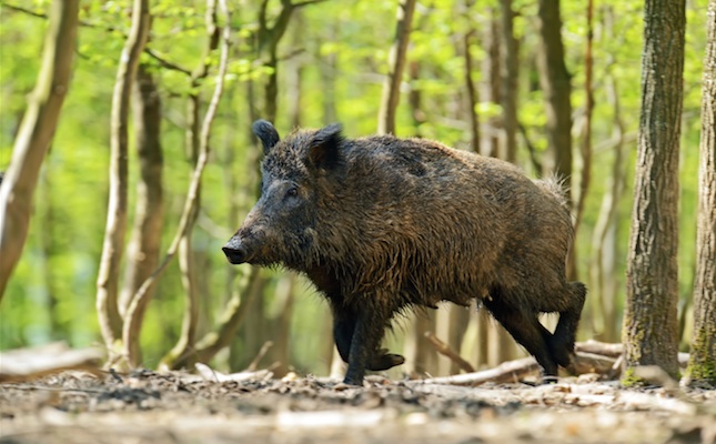 Un exemplar de porc senglar