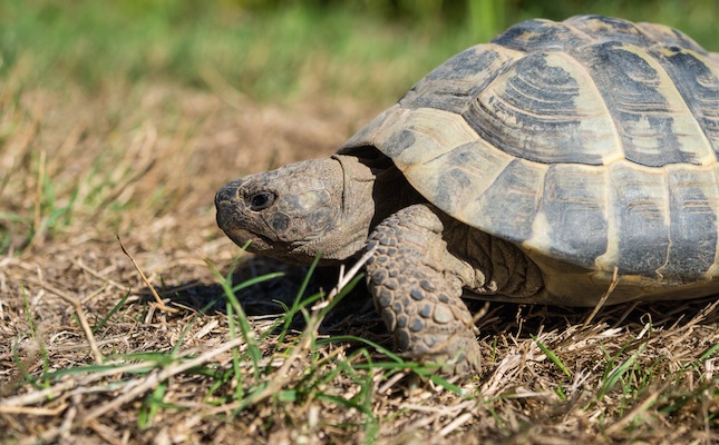 Un exemplar de tortuga mediterrània (‘Testudo hermanni’)