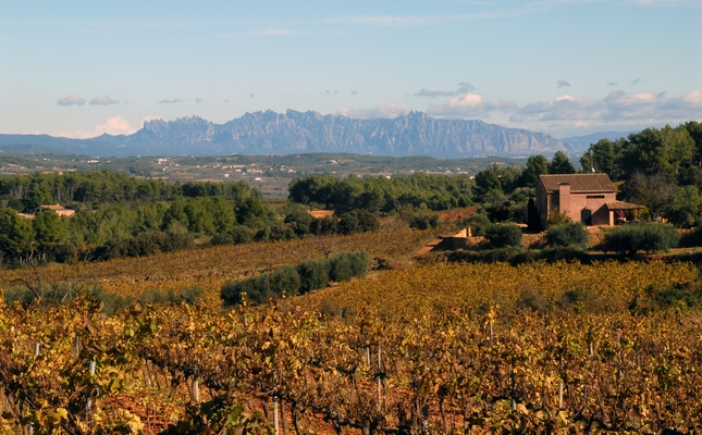 Les vinyes de la plana de l'Eudald, amb Montserrat a l'horitzó Les vinyes de la plana de l'Eudald, amb Montserrat a l'horitzó