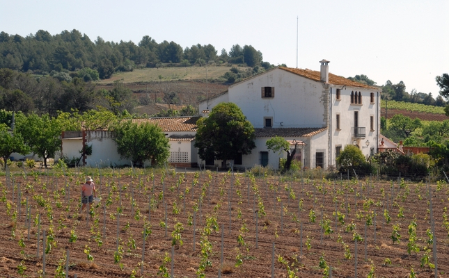 Un mas del Penedès envoltat de vinyes Un mas del Penedès envoltat de vinyes