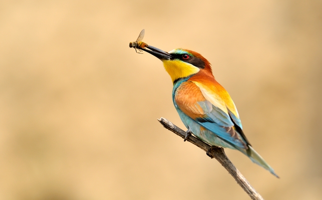 Abellerol (‘Merops apiaster’)