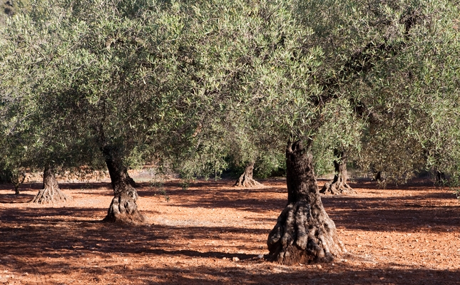 Oliveres mil·lenàries Oliveres mil·lenàries
