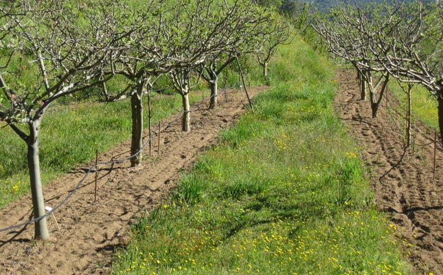 Pomari d'Arbúcies