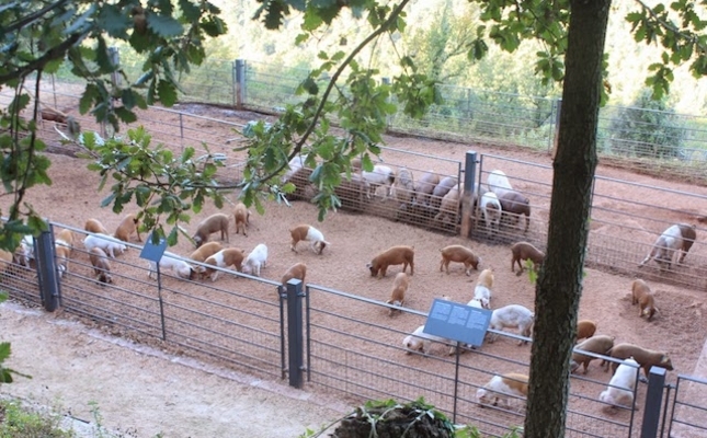 Porcs de la granja ecològica Salgot