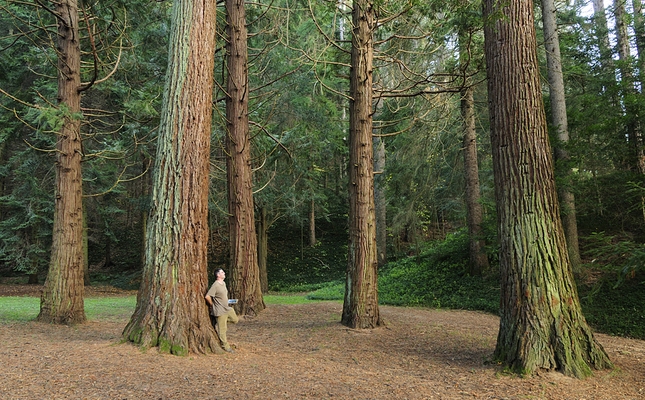 Arborètum de Masjoan