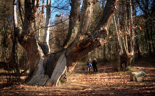 El Castanyer de les Nou Branques és un dels arbres més emblemàtics de Viladrau El Castanyer de les Nou Branques és un dels arbres més emblemàtics de Viladrau