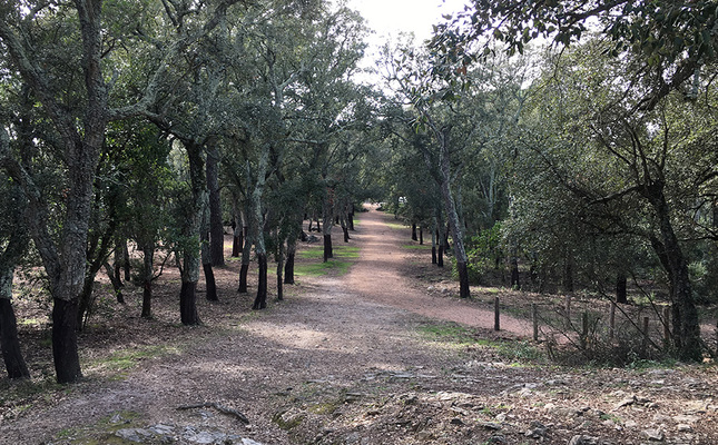Cova d’en Daina