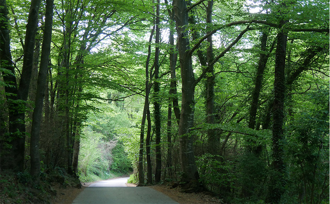 Fageda d'en Jordà