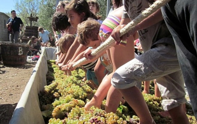 Una de les activitats de la verema als cellers de la DO Empordà Una de les activitats de la verema als cellers de la DO Empordà
