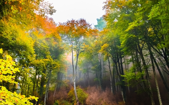 Quan arriba la tardor, la fageda de la Grevolosa llueix espectacular Quan arriba la tardor, la fageda de la Grevolosa llueix espectacular