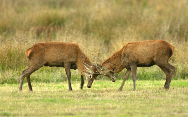 El cérvol, l’espècie més característica de la Reserva Nacional de Caça de Boumort