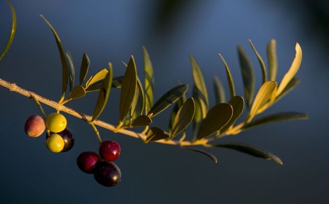 Les olives madures a la branca