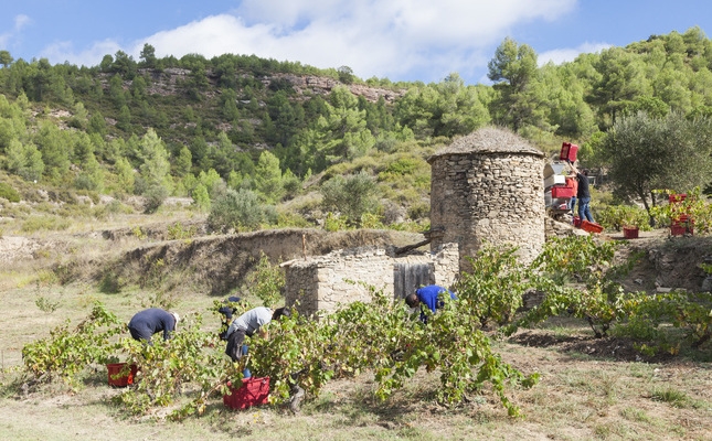 El primer premi de la categoria Pedra Viva ha estat per a la tina Mas Arboset