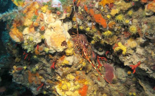 Crustaci al fons marí del litoral català