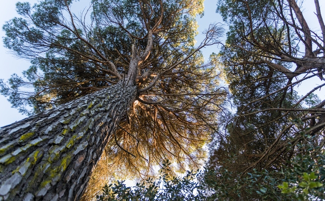 Arbre majestuós del bosc de Can Fornaca Arbre majestuós del bosc de Can Fornaca