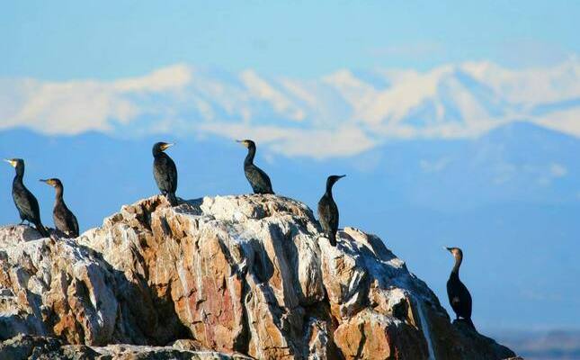 El cap de Creus és un bon observatori per veure l'evolució de la fauna mediterrània