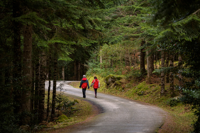 Als boscos de l'Aran hi ha diferents espècies de fauna amenaçades. A la foto, el bosc de Varicauba. Als boscos de l'Aran hi ha diferents espècies de fauna amenaçades. A la foto, el bosc de Varicauba.
