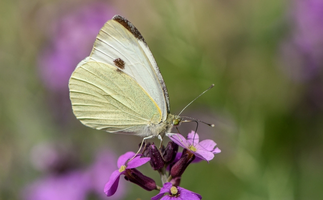 La blanqueta de la col (‘Pieris rapae’), una de les espècies més freqüents a casa nostra La blanqueta de la col (‘Pieris rapae’), una de les espècies més freqüents a casa nostra