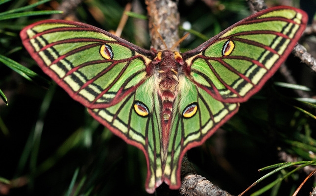 La graèllsia (‘Actias isabelae’), papallona d'enorme bellesa La graèllsia (‘Actias isabelae’), papallona d'enorme bellesa