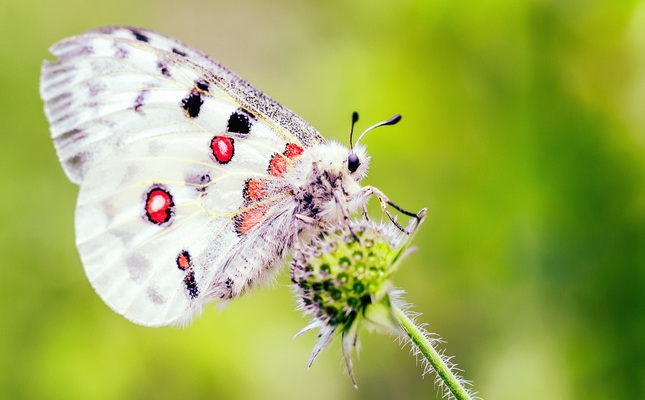 L’amenaçada apol·lo (‘Parnassius apollo’) necessita temperatures baixes i neu per sobreviure L’amenaçada apol·lo (‘Parnassius apollo’) necessita temperatures baixes i neu per sobreviure