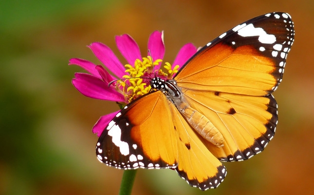 És possible que la papallona tigre (‘Danaus chrysippus’) visqui ben aviat de manera estable al delta de l’Ebre, a causa de l’augment de la temperatura És possible que la papallona tigre (‘Danaus chrysippus’) visqui ben aviat de manera estable al delta de l’Ebre, a causa de l’augment de la temperatura