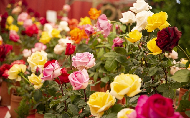 Les roses, punt central de les Festes de Primavera