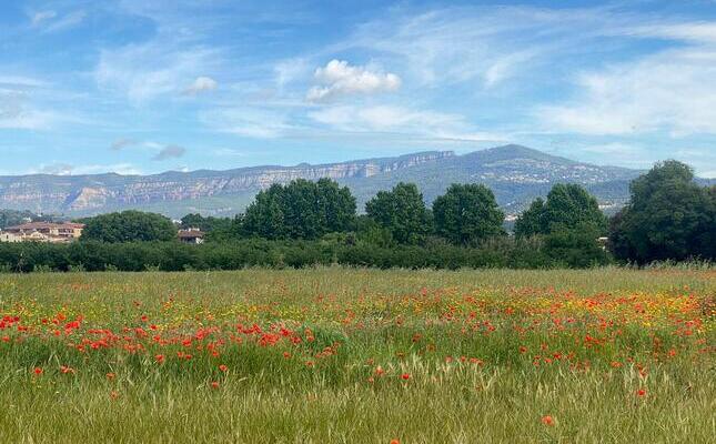 Un dels molts paisatges del Moianès i el Vallès Oriental, comarques per on transcorre la cursa