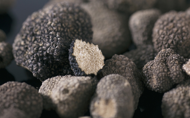 La tòfona negra conté propietats excepcionals i un alt valor gastronòmic