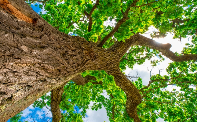 Sota l’ombra d’un roure Sota l’ombra d’un roure
