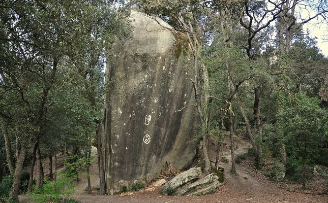 La pedra del Sacrifici, al bosc de Savassona La pedra del Sacrifici, al bosc de Savassona