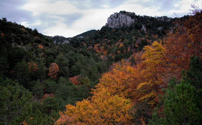 La fageda del Retaule al començament de la tardor La fageda del Retaule al començament de la tardor