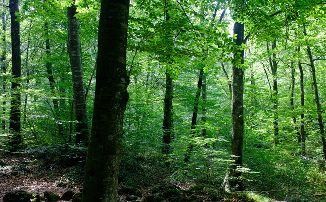 Bosc de faigs a l’estiu Bosc de faigs a l’estiu