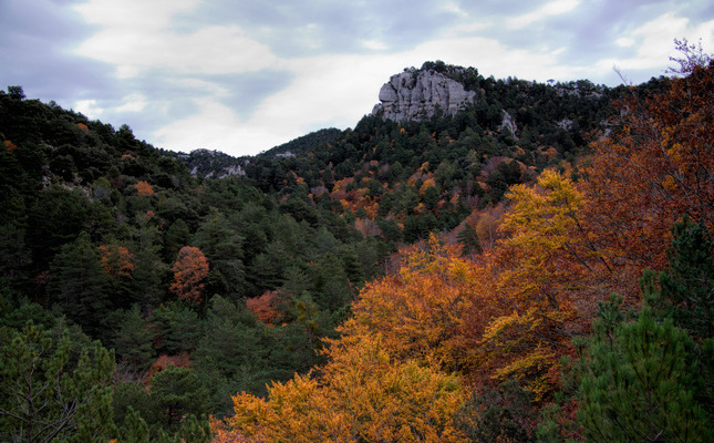 La fageda del Retaule entre la Sénia i Ulldecona La fageda del Retaule entre la Sénia i Ulldecona
