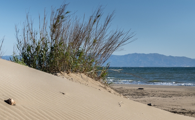 Les dunes a la vora del mar, a la platja de la Marquesa Les dunes a la vora del mar, a la platja de la Marquesa