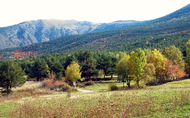 Comença els canvis de colors en el bosc de Viròs