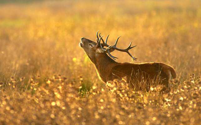 Un cérvol bramant Un cérvol bramant