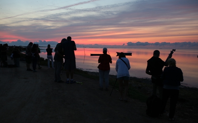Observació d'ocells al Delta Birding Festival