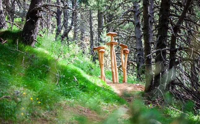 Descobriu tots els bolets de la ruta mentre gaudiu d’una passejada en família