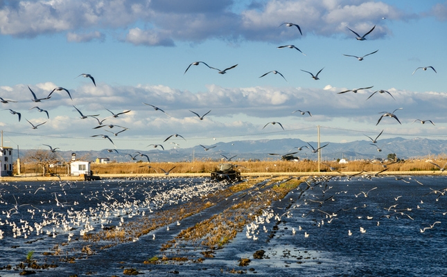 El Delta de l'Ebre és encantador tots els mesos de l'any El Delta de l'Ebre és encantador tots els mesos de l'any