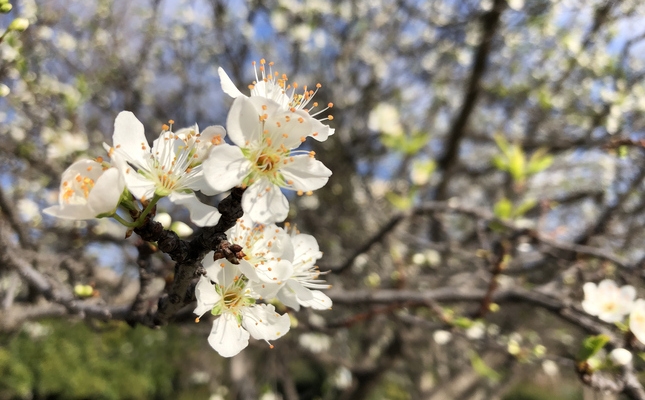 Detall d'una flor de cirerer