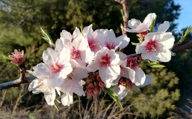 Detall d'una flor d'amatller