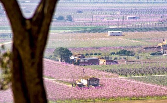 A la Cubeta de Móra, on s’assenten poblacions com Miravet, Móra d’Ebre, Móra la Nova i Garcia, és on s’hi concentra la major quantitat de presseguers