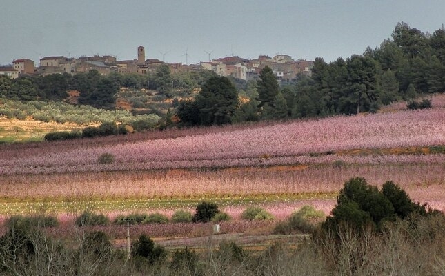 Camp de flors de la Ribera d'Ebre Camp de flors de la Ribera d'Ebre
