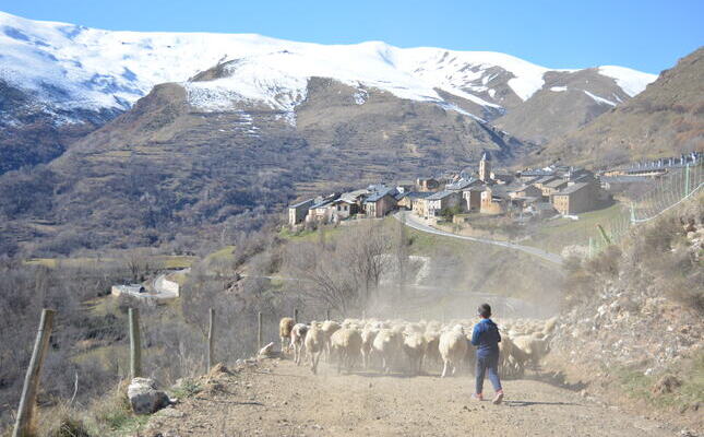 Ramat d'ovelles anant cap a Llessuí
