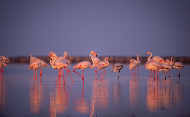 Flamencs al delta de l’Ebre Flamencs al delta de l’Ebre