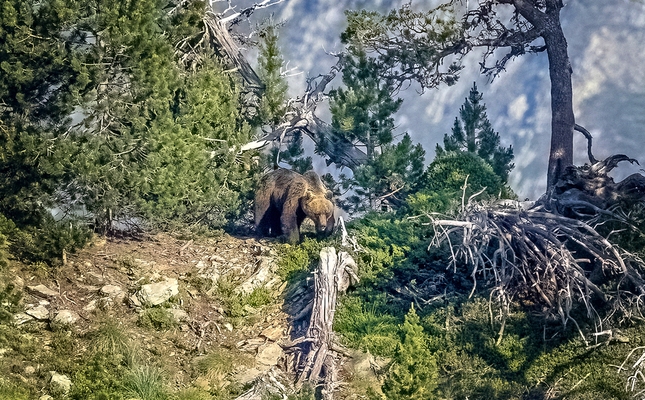 L'os sembla cerca alguna cosa, pot ser un formiguer o un termiter