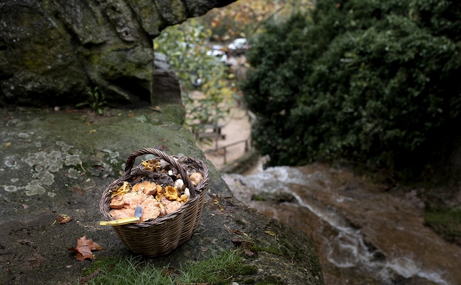 Un cistell de bolets Un cistell de bolets