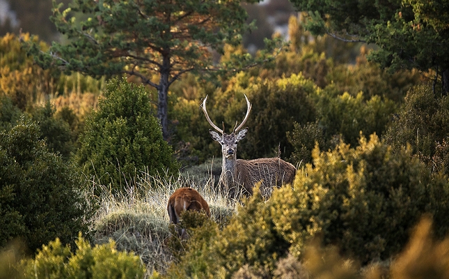 Un cérvol a Boumort un un bosc de tardor Un cérvol a Boumort un un bosc de tardor